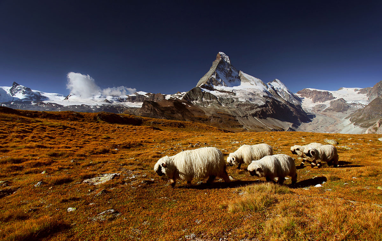 zdjęcie Karola Nienartowicza. Polana Hochbalmen nieopodal Matterhornu.