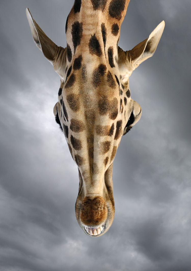 zdjęcie żyrafy fotograf zwierząt Marsel van Oosten